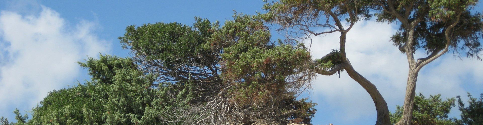 Dunes with juniper in Chia