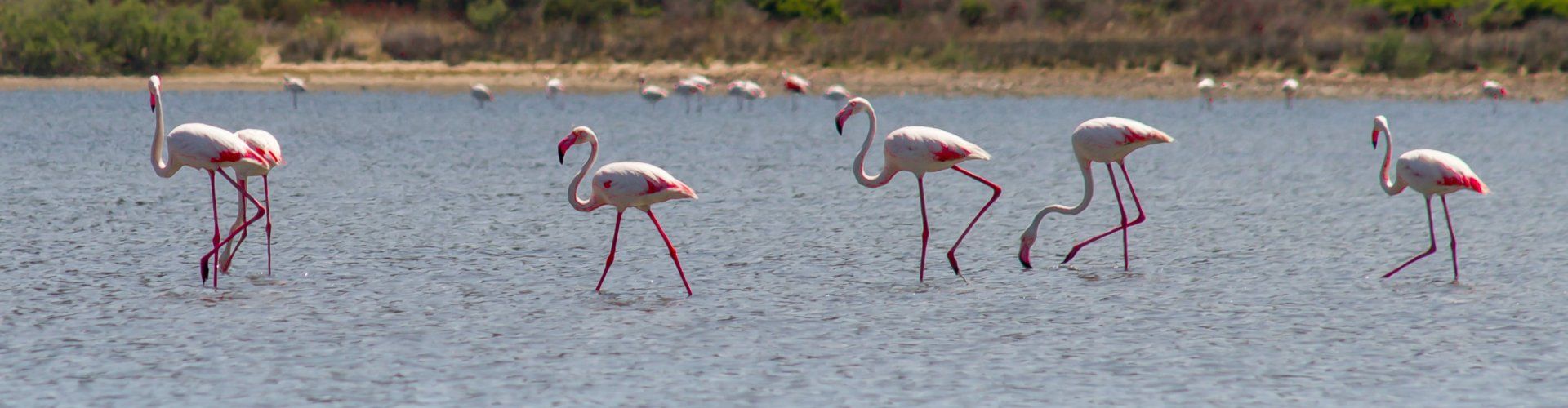 Flamingos wade the lagoon of Torresalinas