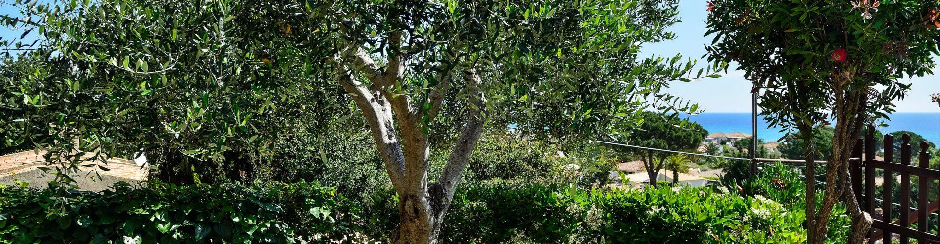 Apartment Castededdu 8 | Small, private garden with Mediterranean plants and trees Garden with Mediterranean plants and trees