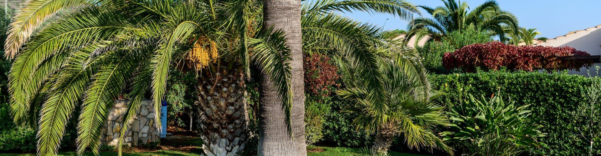 Villa Giangaleazzo | Garden with sunbeds under palm trees Garden with sunbeds under palm trees