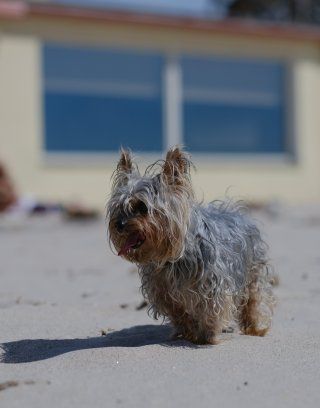 Dog's beach on the coast of Cagliari, capital of Sardinia