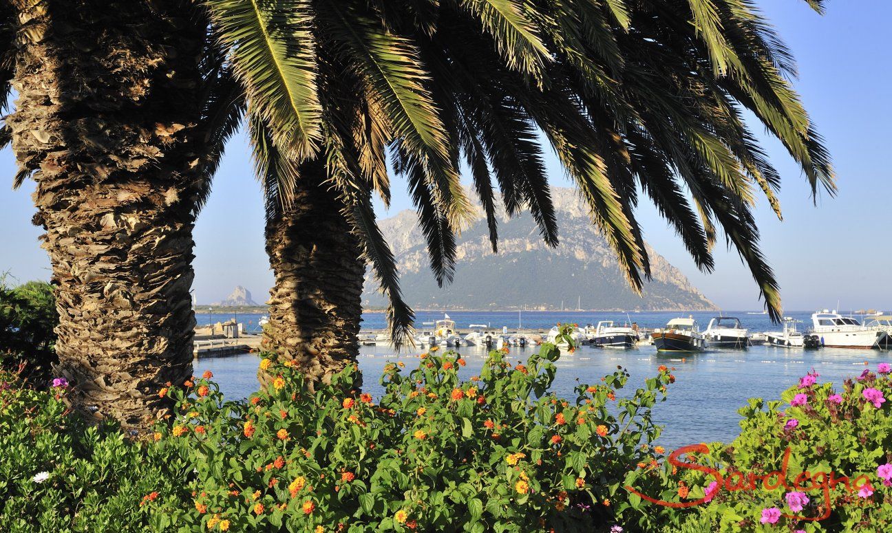 Harbour of Porto San Paolo behind the leaves of a big palm tree