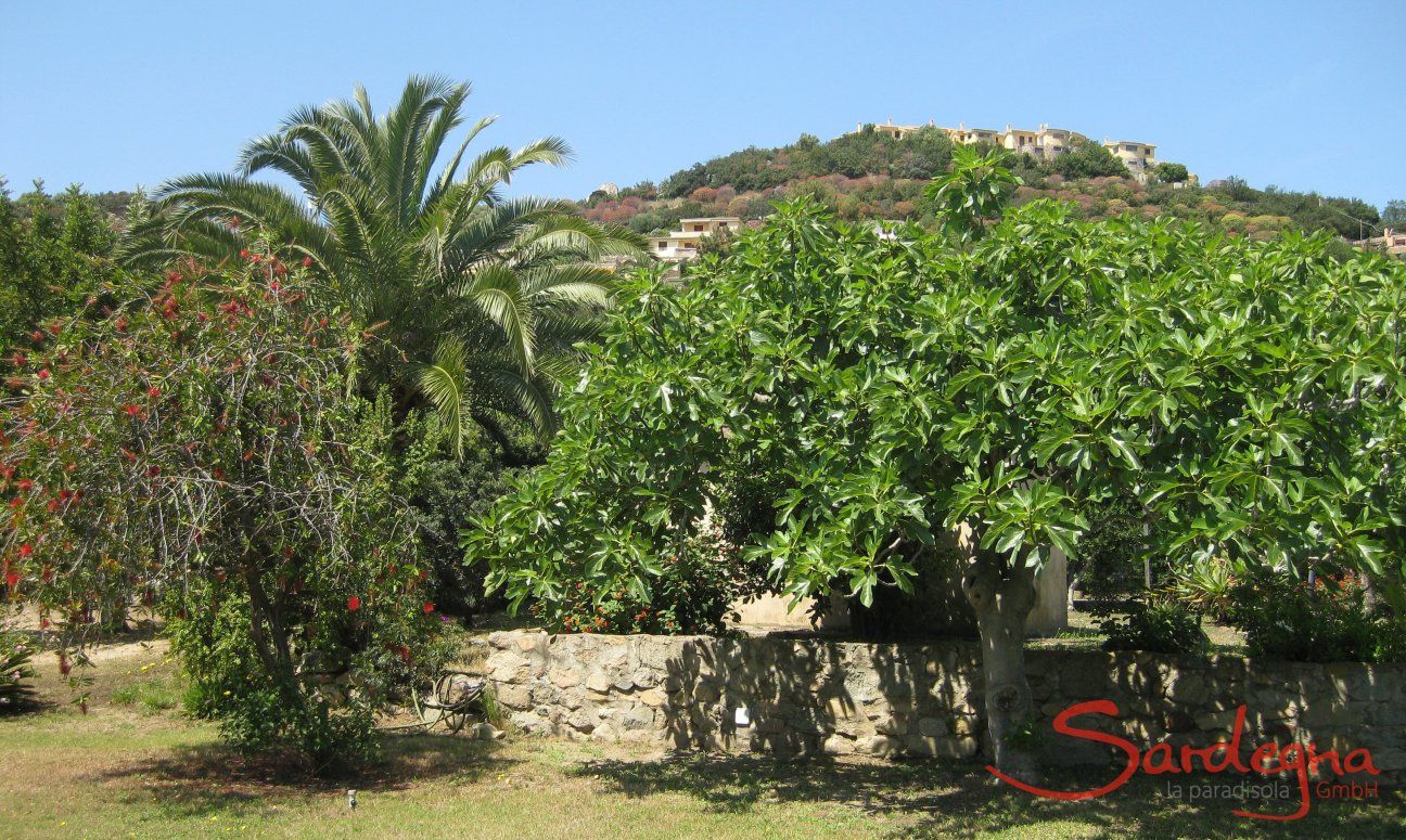 Villa Roberta | Fig tree in the garden behind the house Fig tree in the garden