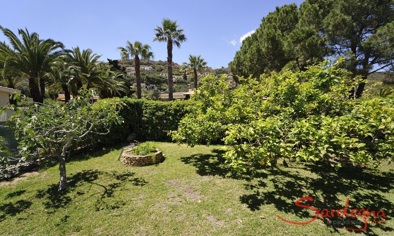 Villa Bua | Garden with lemon tree Garden