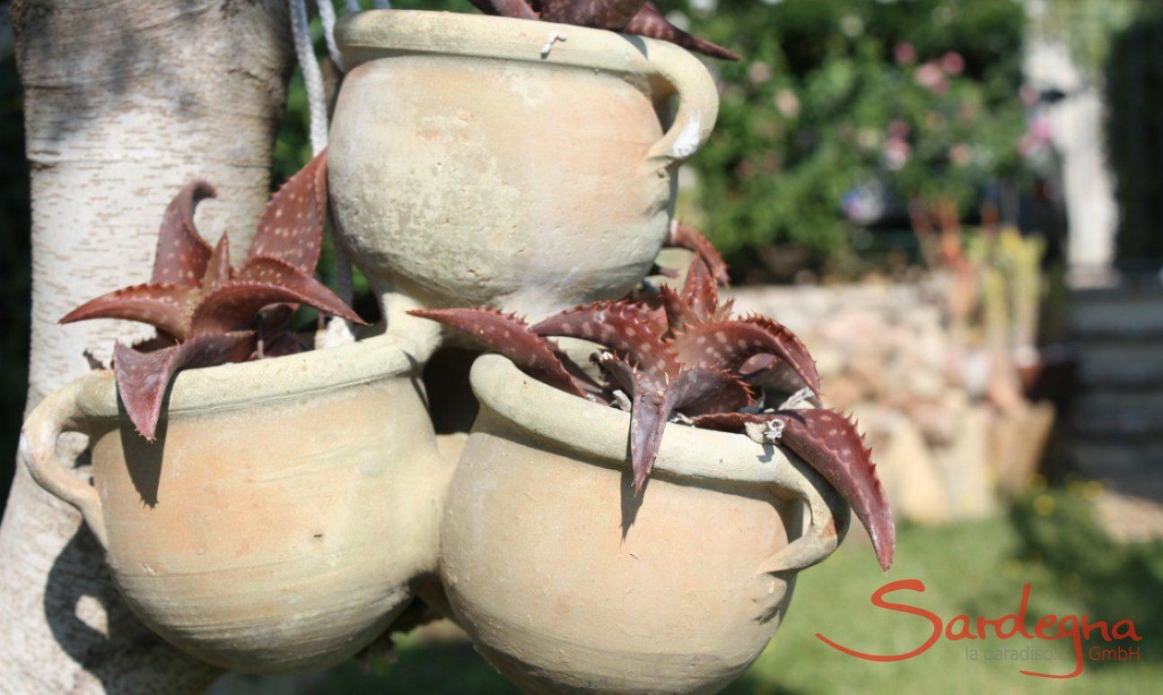 Villa Monica | The owner of the house loves the garden Garden Deco