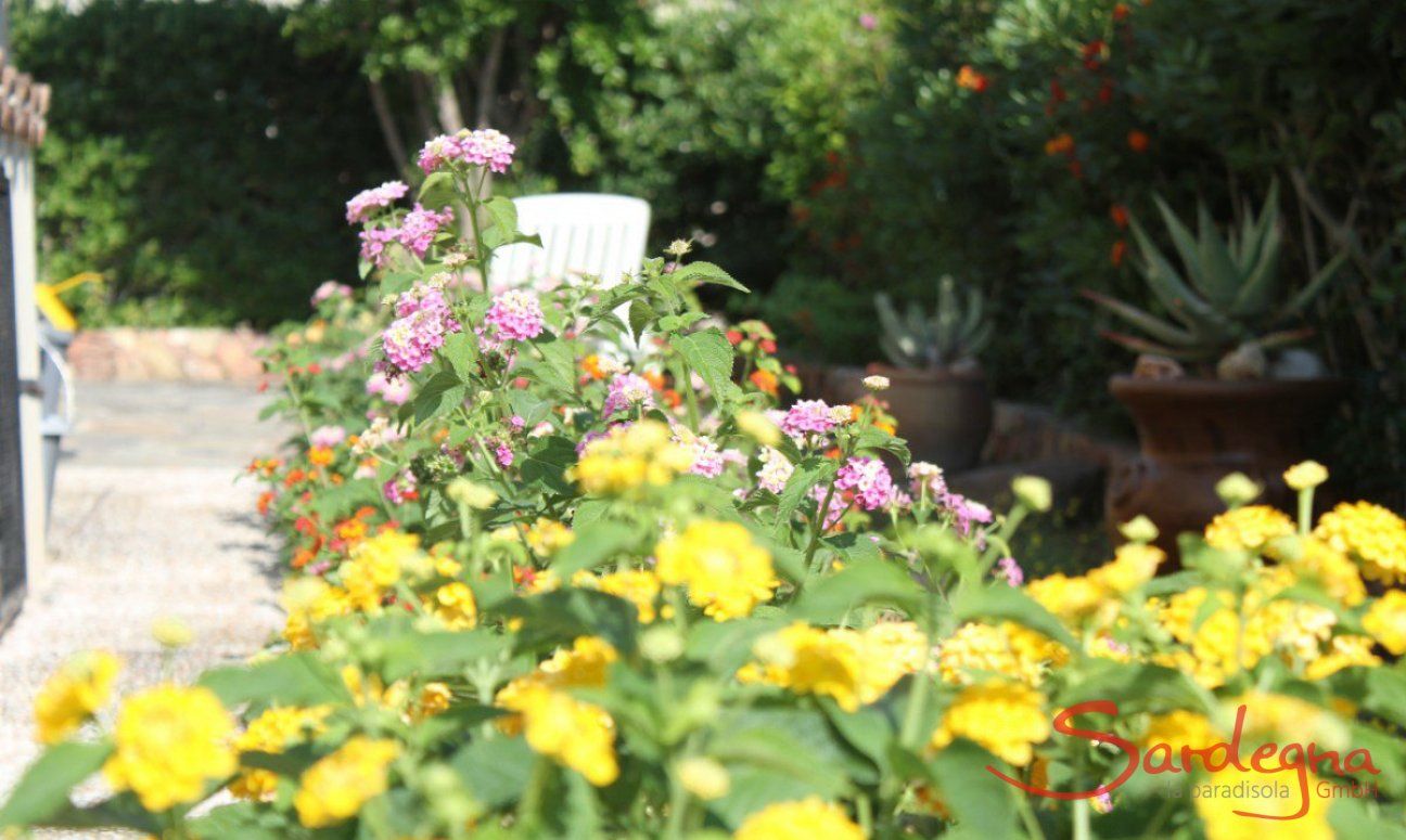 Villa Monica | Flowers in the garden of Villa Monica Sardinia