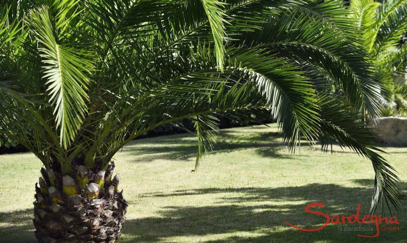 Villa Rosamar | Palmtrees in the groomed garden Palmtrees in the groomed garden