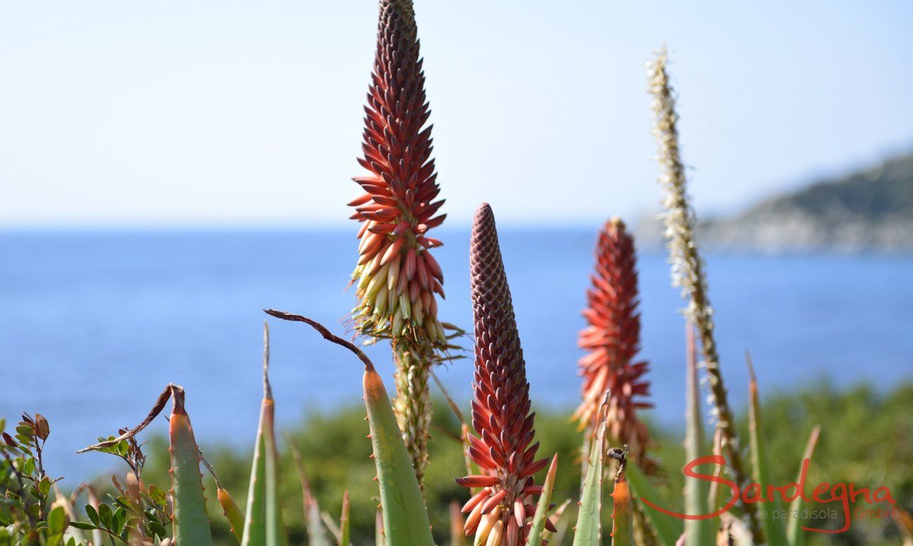 Sea and Nature