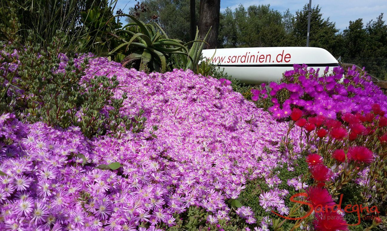 Villa Caterina | Colourful flowers in the garden Sardinia
