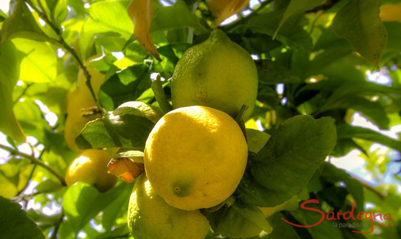 Lemontree in the garden 