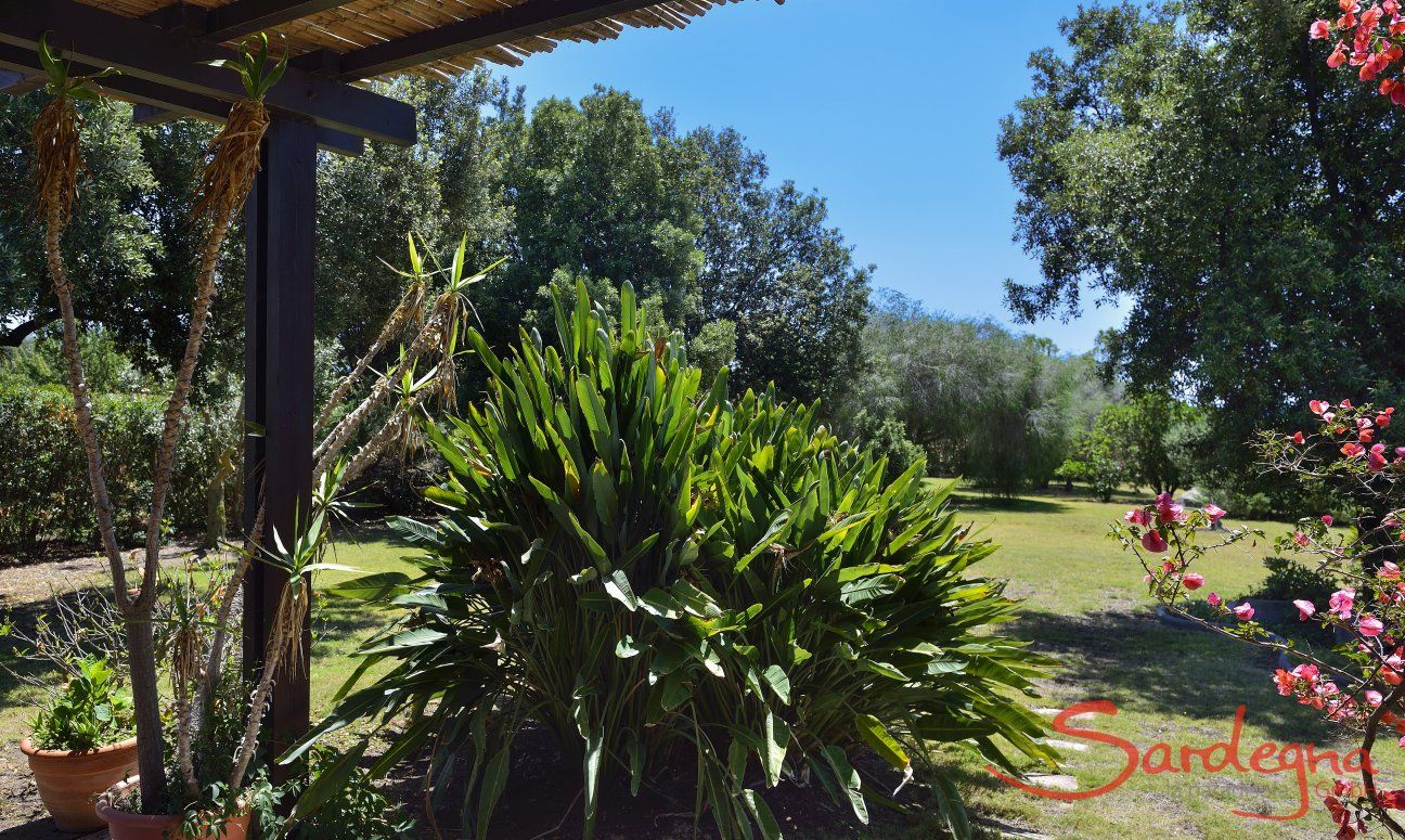 Exotic plants in the garden of Villa Mimosa 