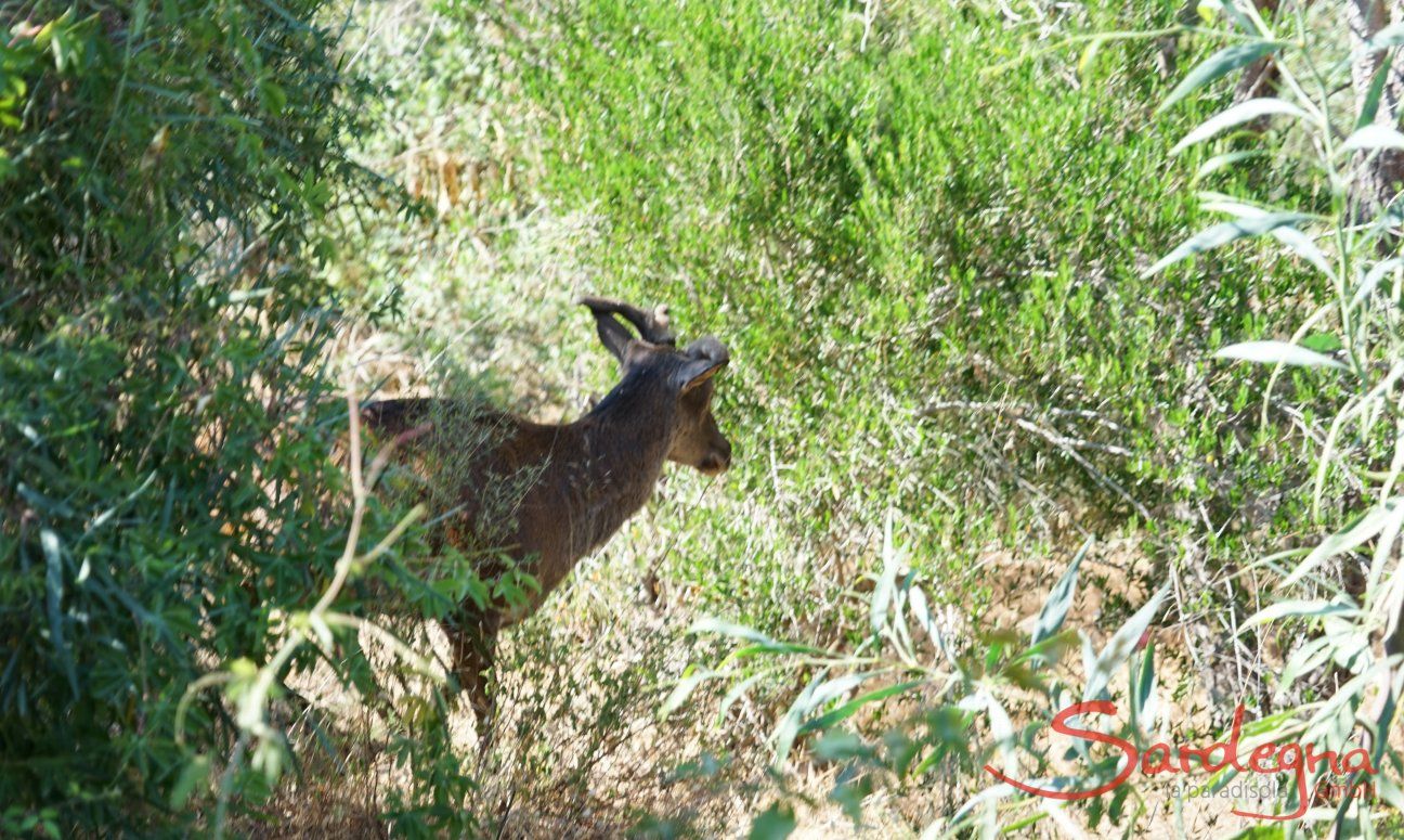 Deer visiting the house