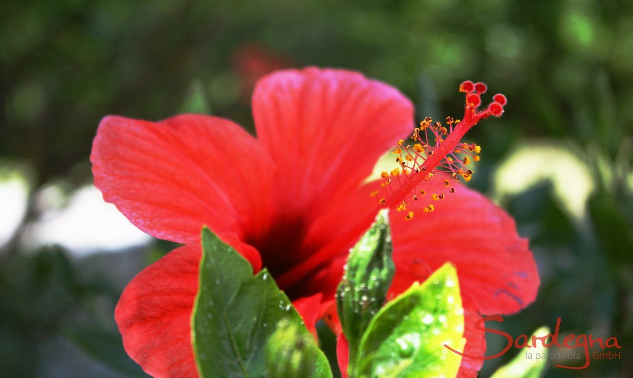 Hibisucus flower in the garden