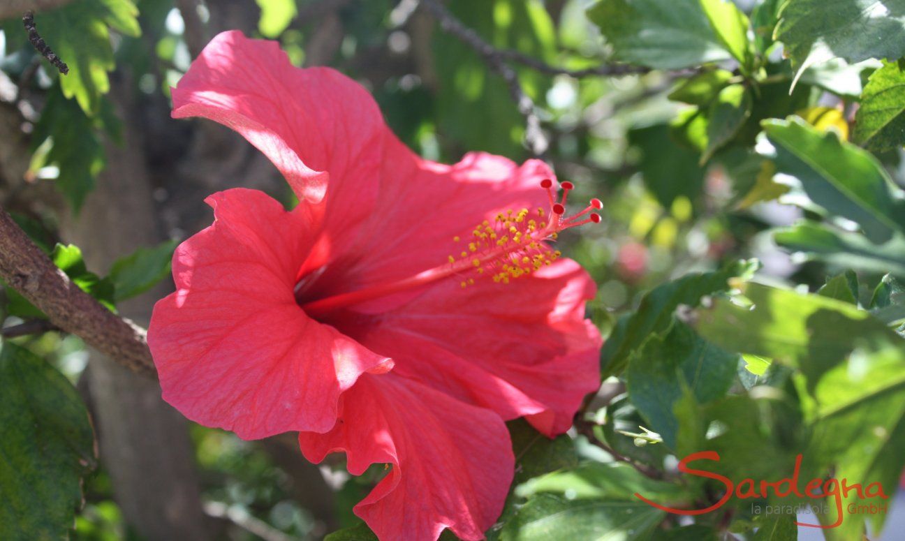 Villa Serena | Colourful hibiscus flower in the garden Red Hibiscus flower with grenn leaves behind it