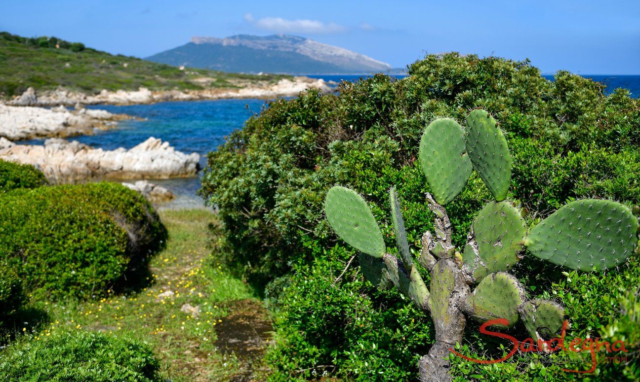 Coast seen from the villa