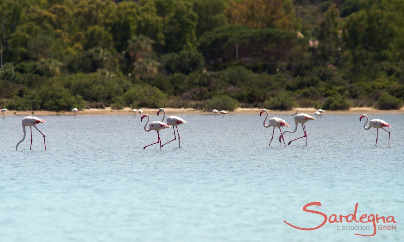 Flamingos on their way to the house