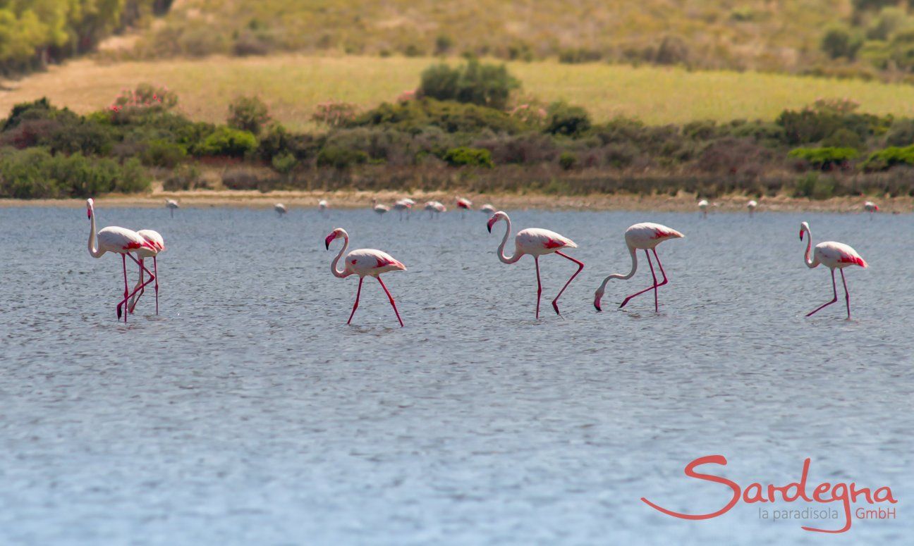 Flamingos wade the lagoon of Torresalinas