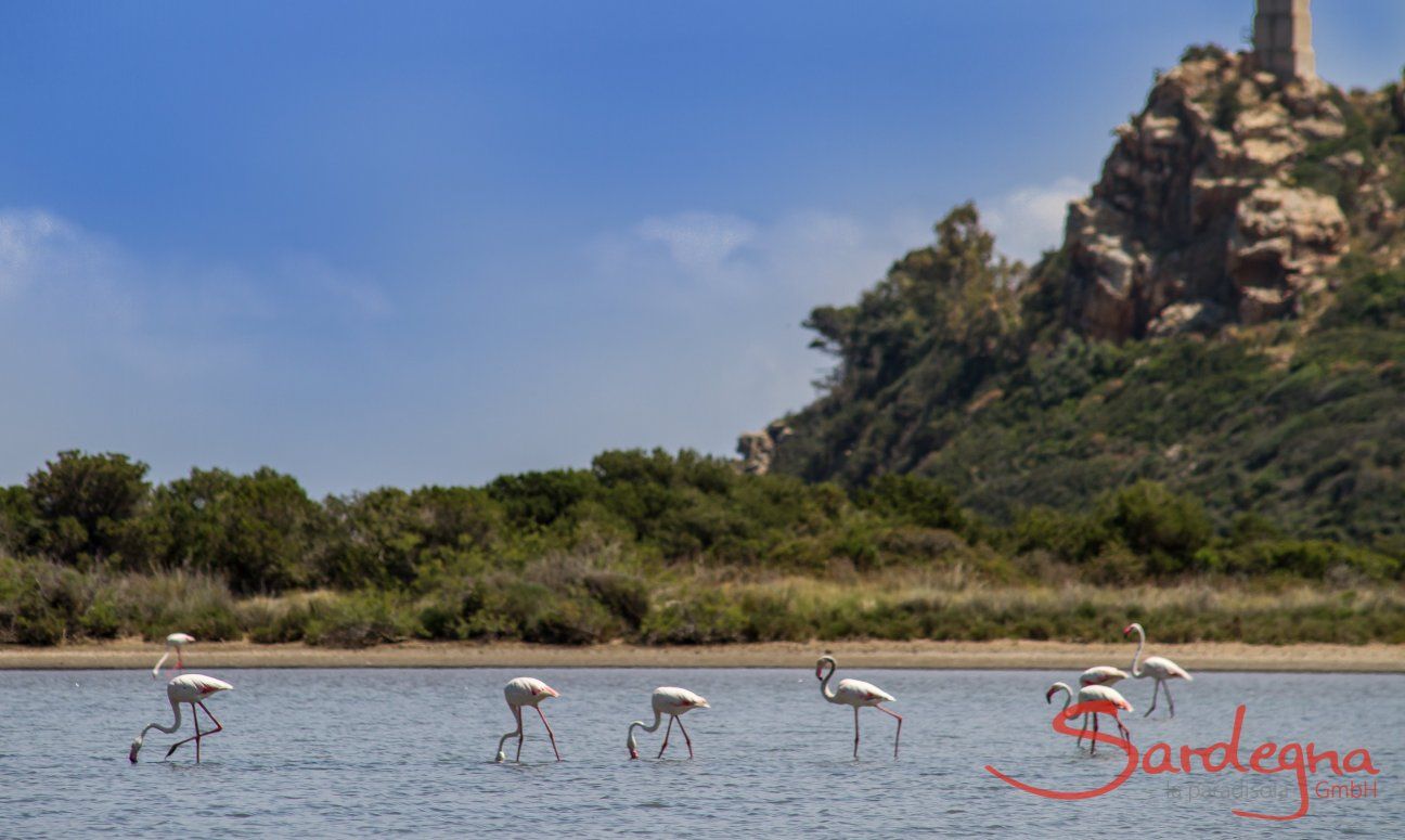 Villa Caroline | Torresalinas Flamingos Torresalinas Flamingos