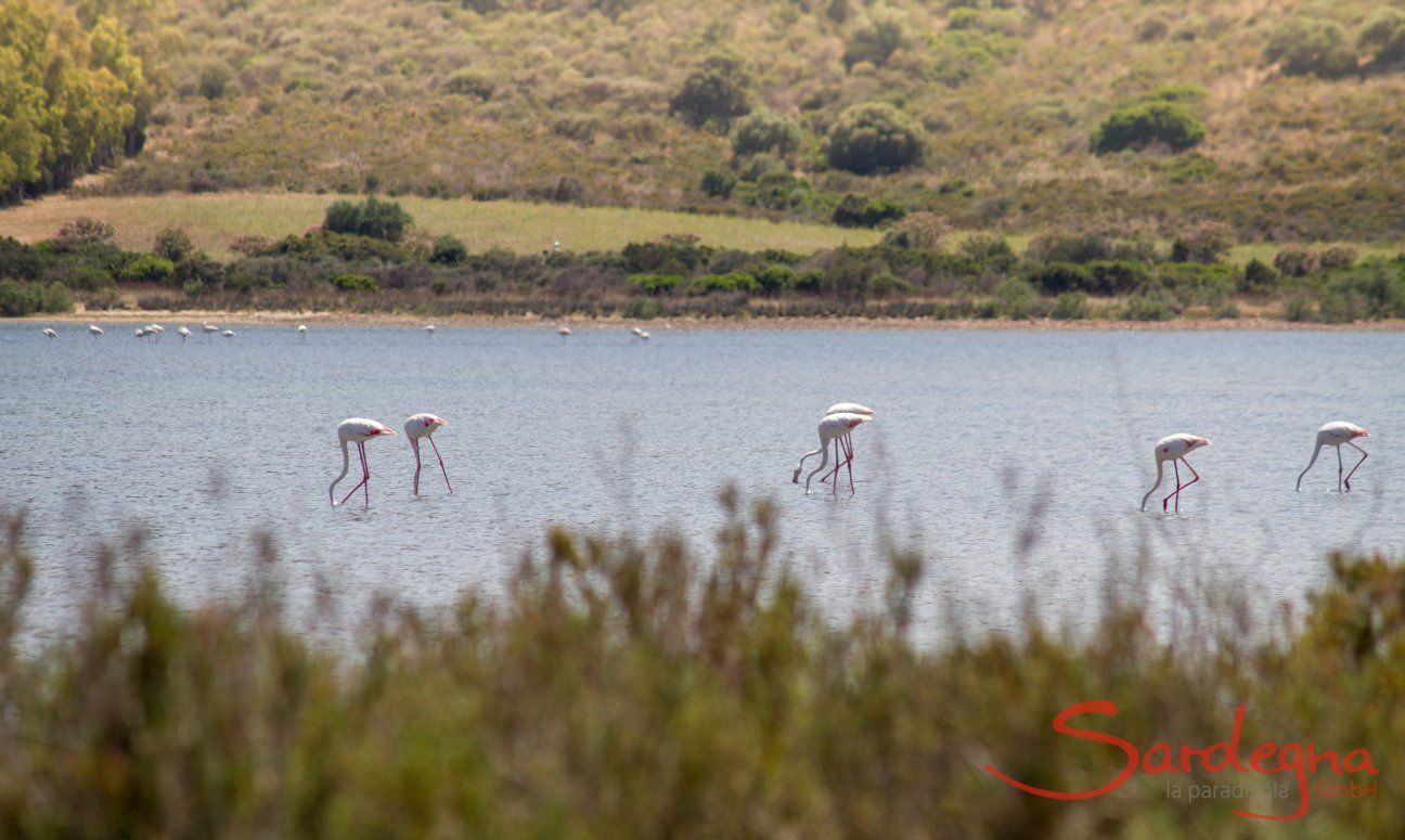 Lagoon lake of Muravera with flamingos