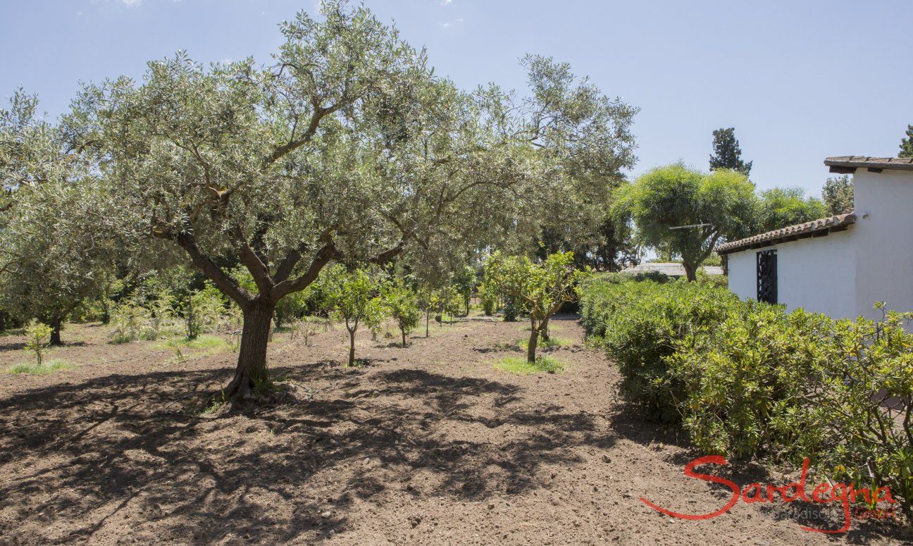 Casa Su Faru 5 | Garden with olive tree Garden of Su Faru 5