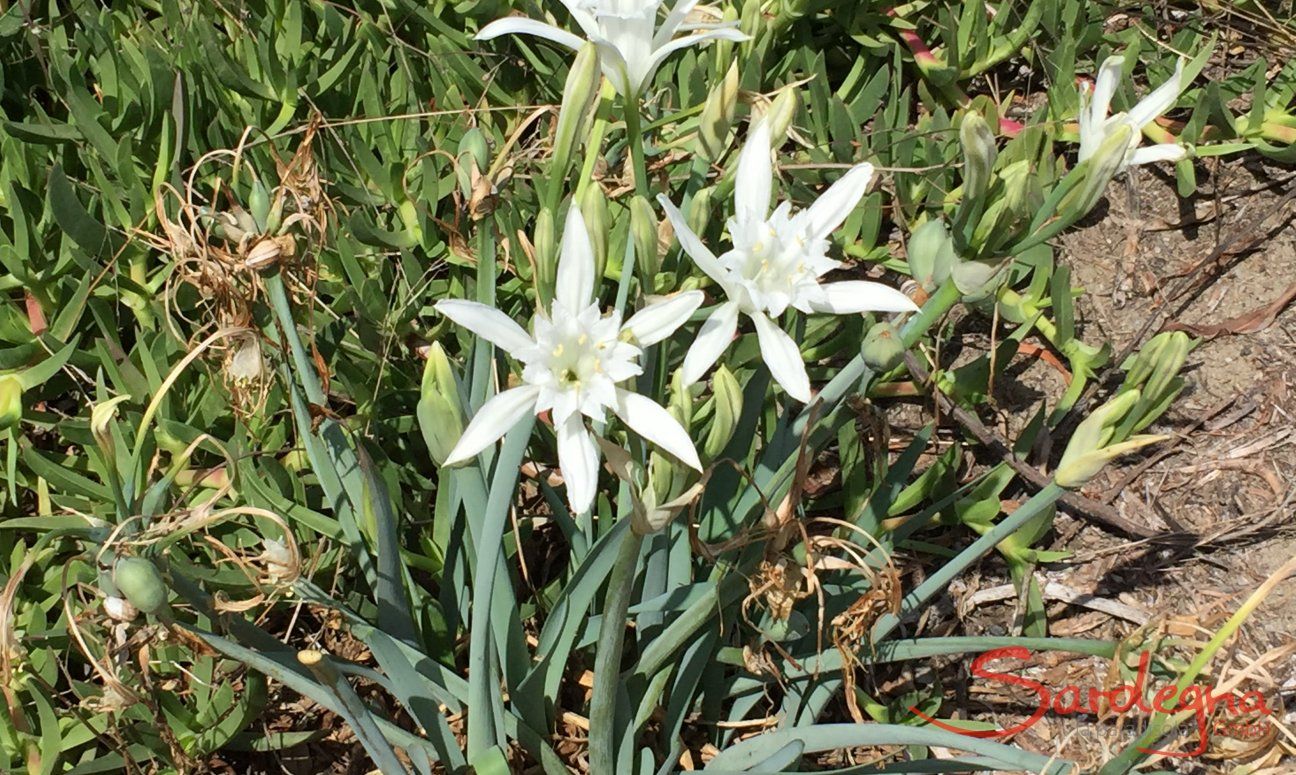 Sea Daffodil at Torre Salinas 