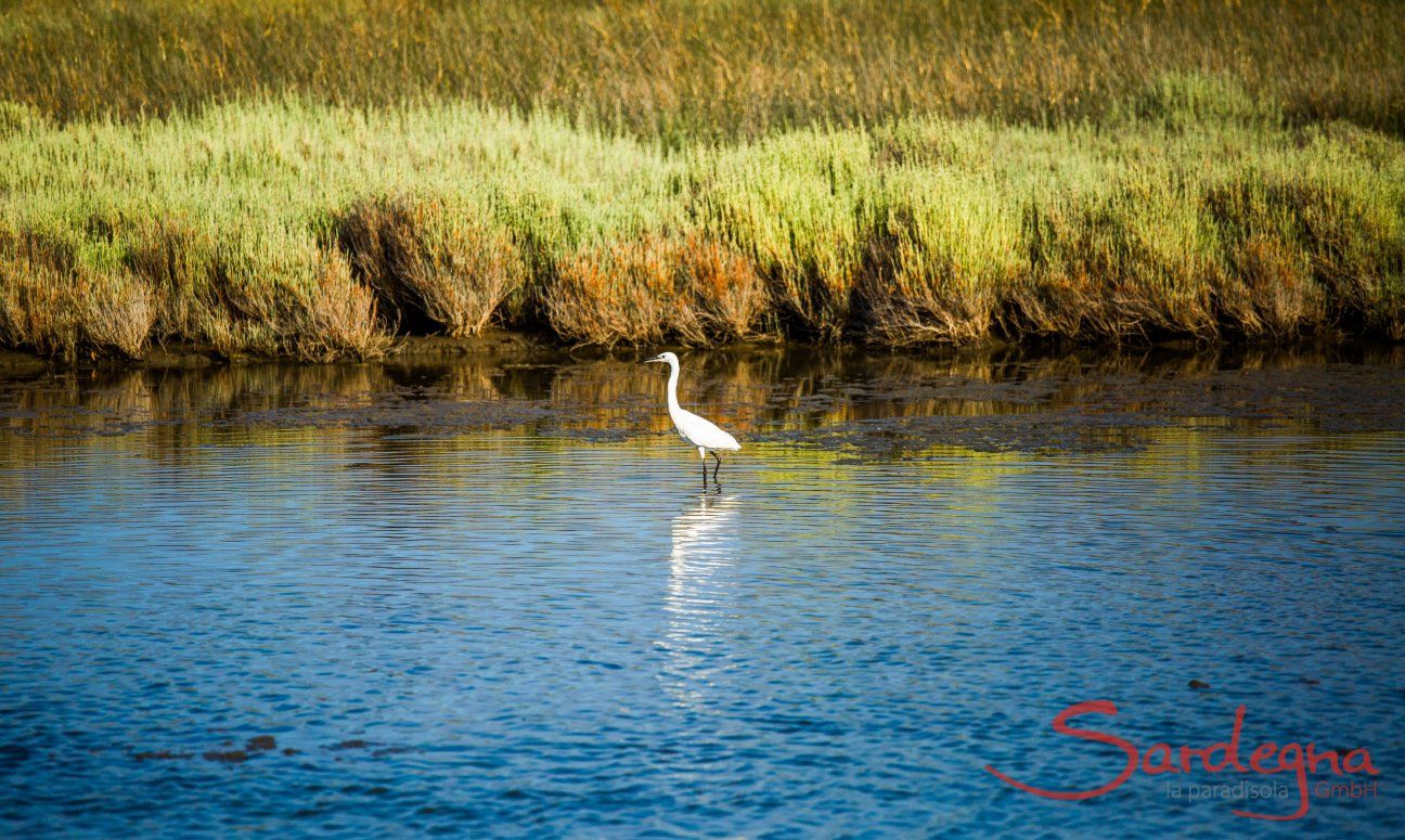 A heron in the lagoon of Porto Taverna