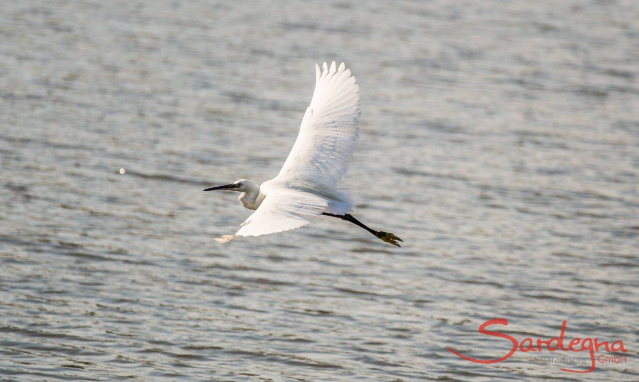 Heron flying over the lagoon of Porto Taverna