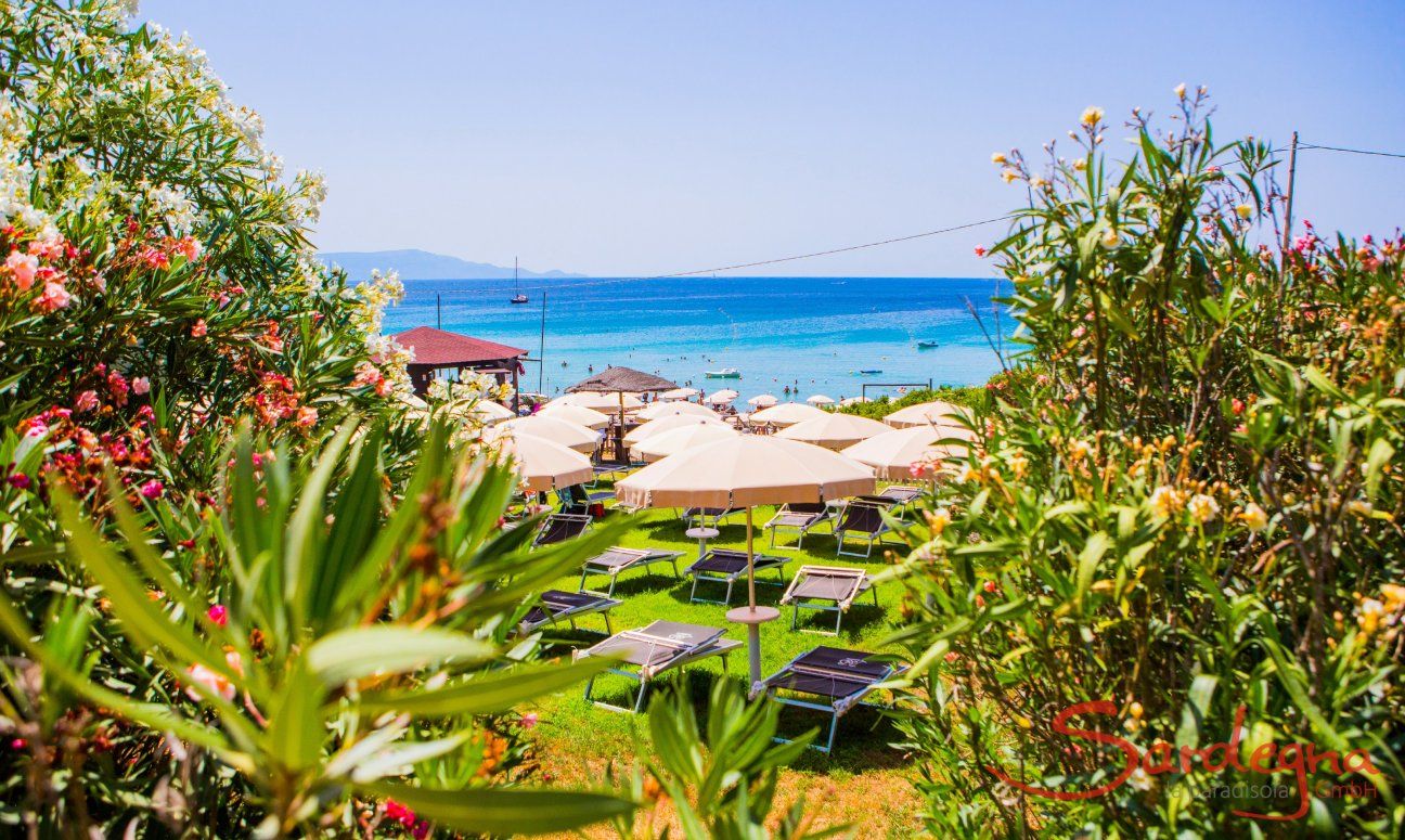 View over oleander bushes and parasols on the blue sea in front of the beach Le Bombarde Alghero