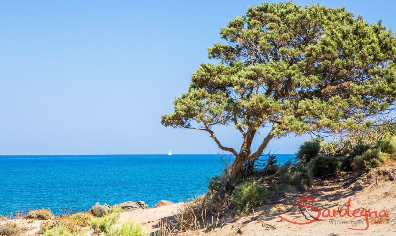 Juniper tree formed by the wind and view on the blu sea of Capo Ferrato