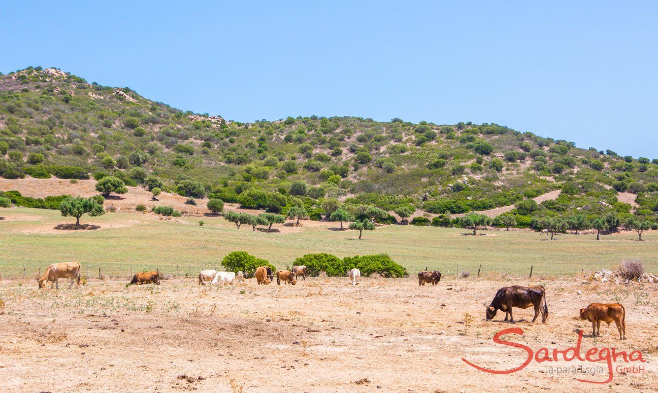 Green pastures with cows at Capo Ferrato