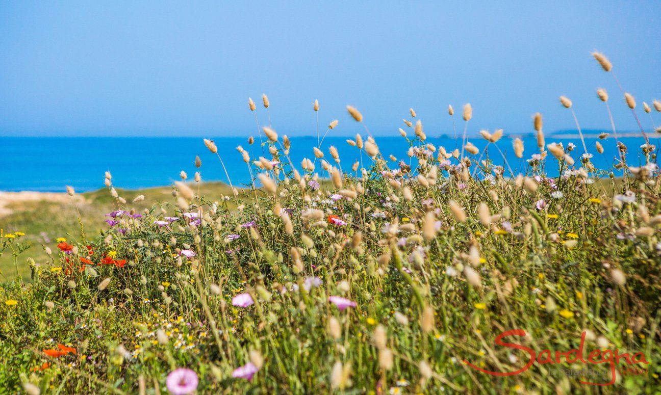 Wild flowers on the beach of Is Arutas