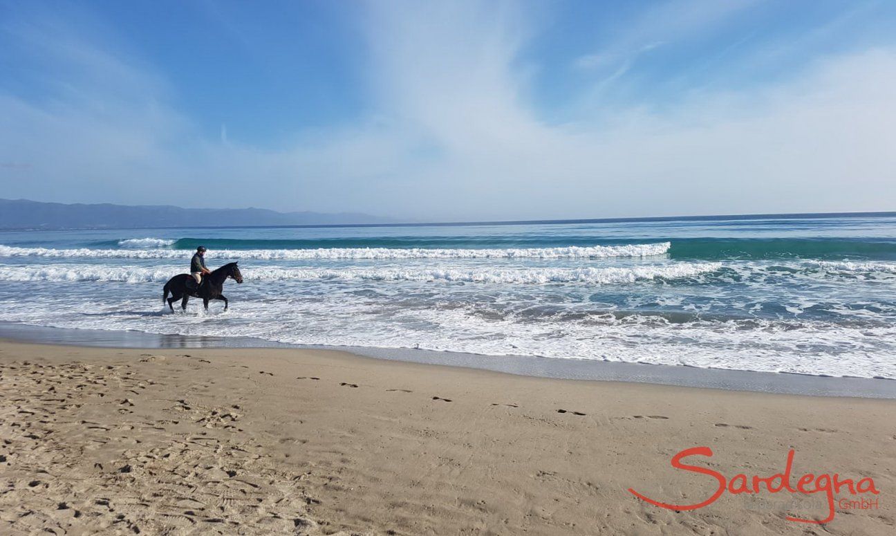 Rider with horse riding through the shallow water in front of the long waves of the Poetto beach in Cagliari