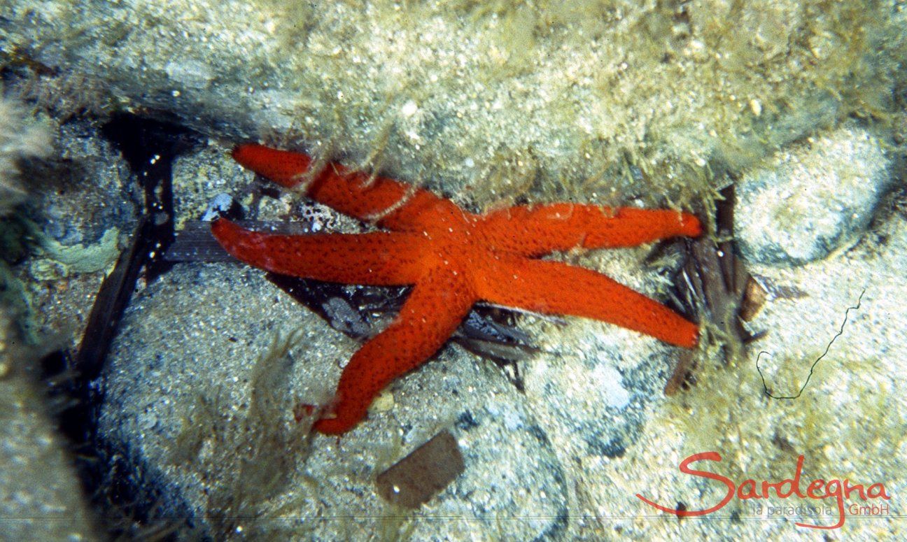 Underwater picture of a red sea star