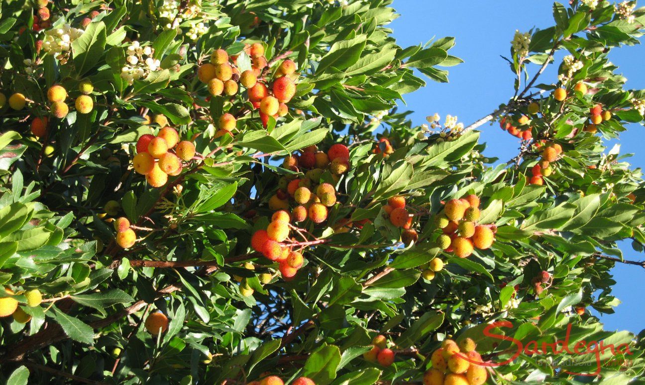 Strawberry tree