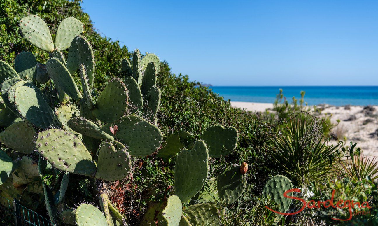 Villetta 3 | Cactus fruits - in Italian "fichi d'India" on the plot Sea view Villetta 3 Costa Rei
