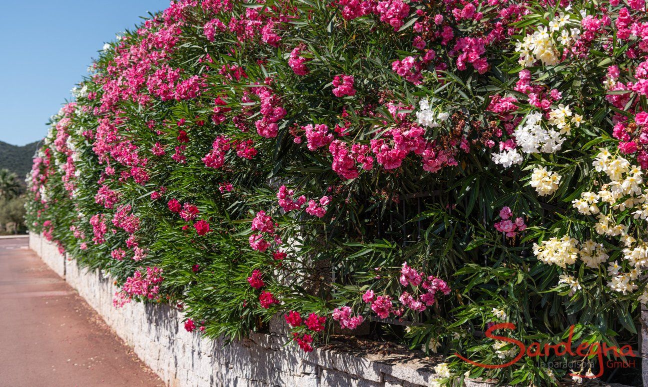 Villa Campidano 20 | Lush vegetation on the ground New Picture 2022