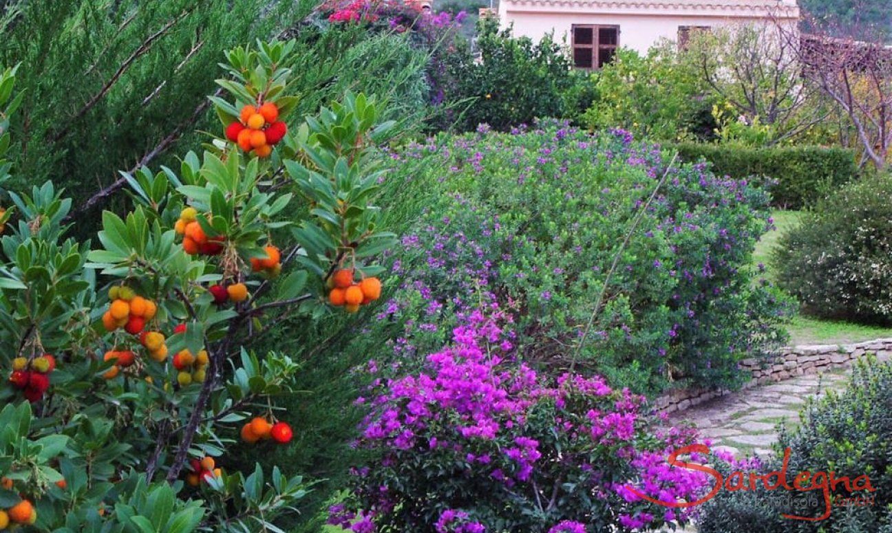 Villa Ulivi 27 | Fragrant, flowering garden V. Ulivi 27