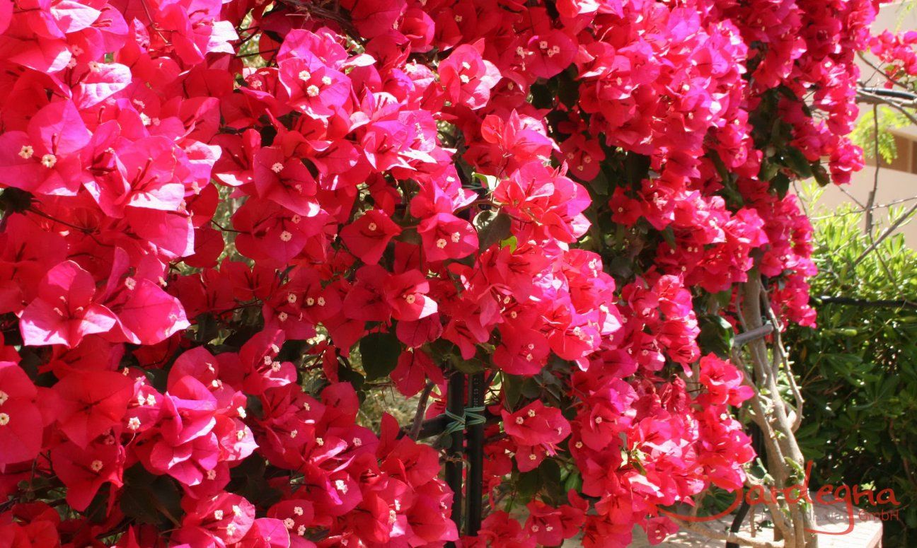 Villa Zoello 10 | Flowers in the garden Flowers in the garden