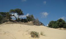 Beach of Chia