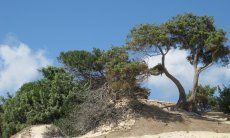 Dunes with juniper in Chia