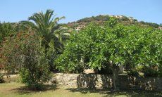 Villa Roberta | Fig tree in the garden behind the house Fig tree in the garden