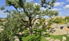 Casa Grecino | Centenarian olive tree in the garden Olive tree in the garden