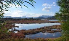 Wetlands in the delta of the river Flumendosa