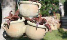 Villa Monica | The owner of the house loves the garden Garden Deco