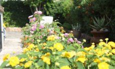 Villa Monica | Flowers in the garden of Villa Monica Sardinia