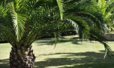 Villa Rosamar | Palmtrees in the groomed garden Palmtrees in the groomed garden