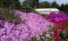 Villa Caterina | Colourful flowers in the garden Sardinia