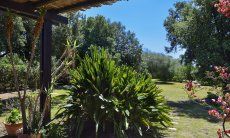 Exotic plants in the garden of Villa Mimosa 