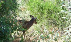 Deer visiting the house