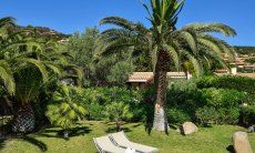 Garden with palm trees and sunbeds 